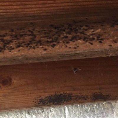 mold in crawl space