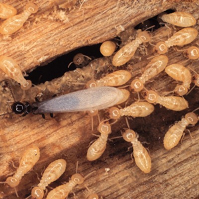 Termites, Termite Control in Crawl Spaces Step 2