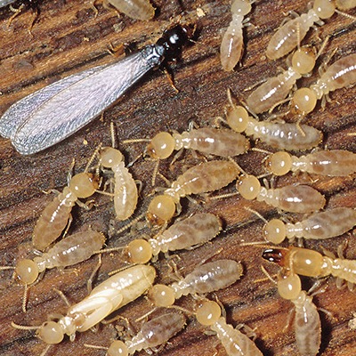 Termites, Termite Control in Crawl Spaces Step 1