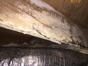 Image of Mold in Crawl Space