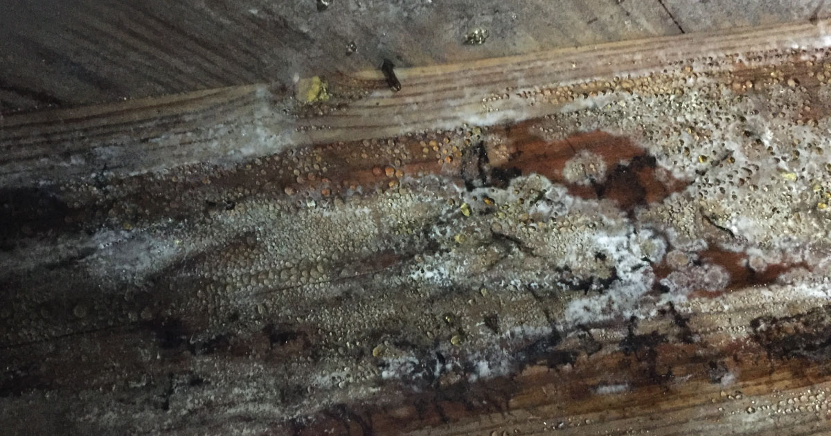 Top-5-Reasons-Crawl-Spaces-Have-Mold-Blog-Cover