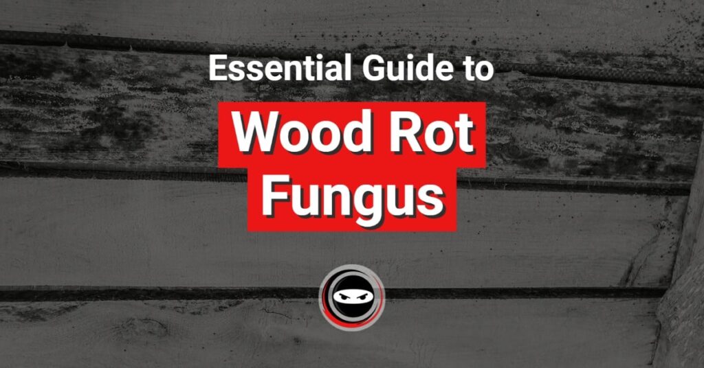 essential guide to wood rot fungus graphic