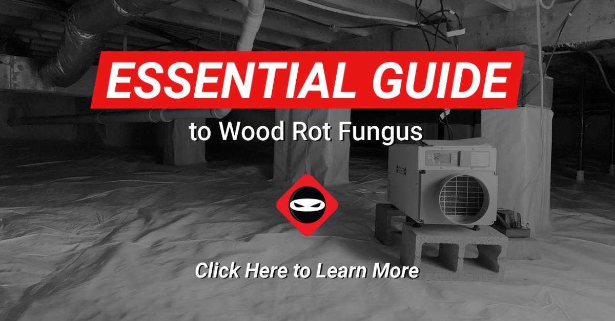 guide to crawl space wood decay fungus_CH