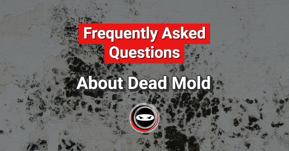 Dead Mold Frequently Asked Questions By Crawl Space Ninja