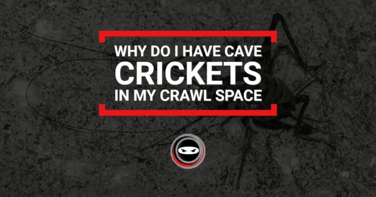 Why Do I Have Cave Crickets in My Crawl Space?