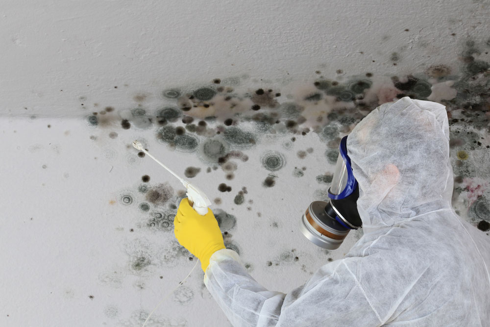 mold removal from crawl space