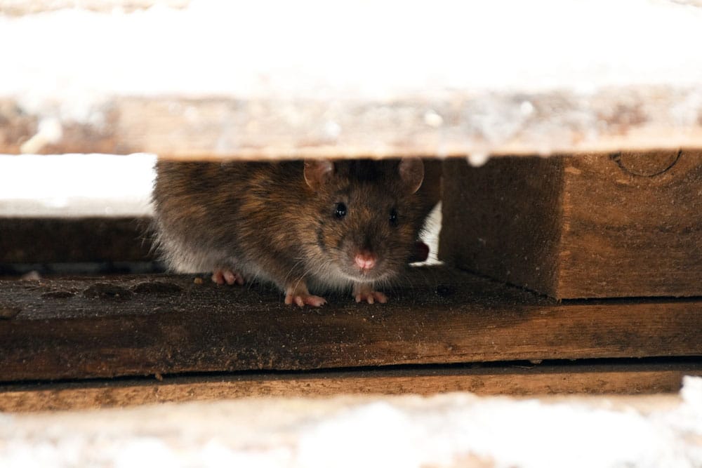 pest invasions in crawl space
