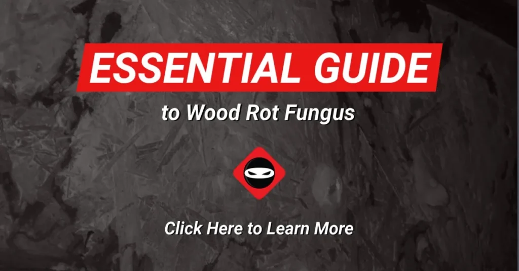 Essential Guide to Crawl Space Waterproofing Image