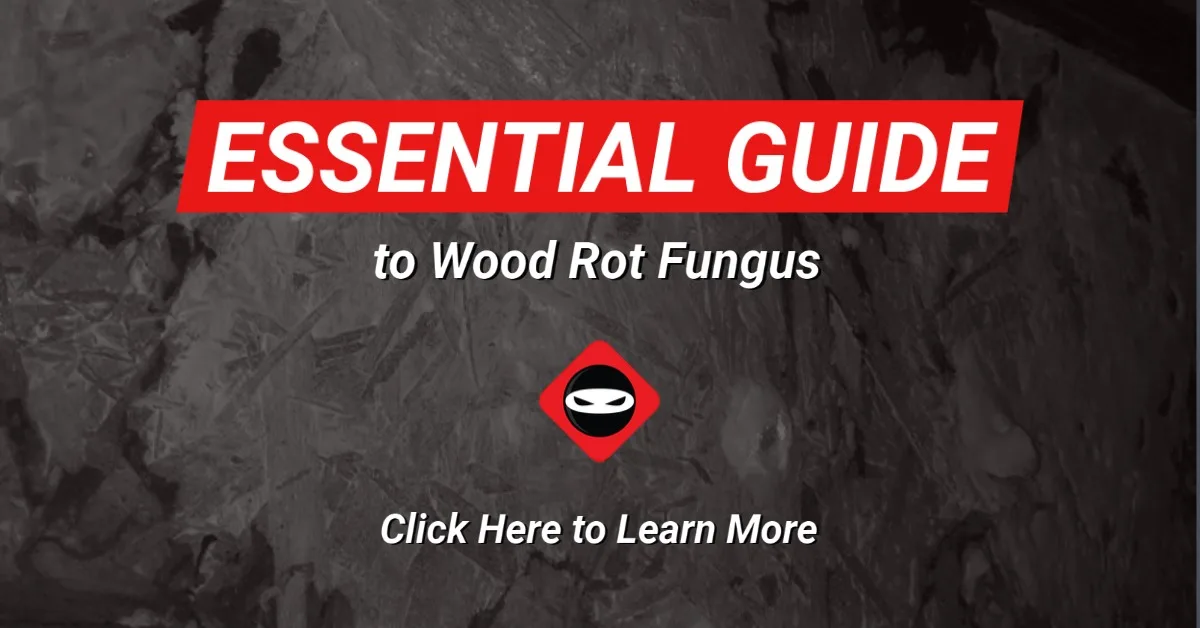 Essential Guide to Crawl Space Waterproofing Image