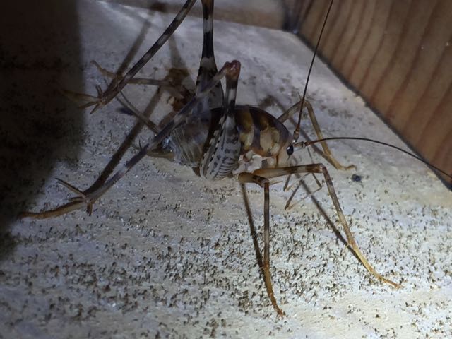 image of camel back or cave cricket in crawl space