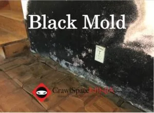 image of black mold