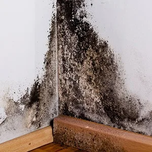basement mold on walls, needing basement mold removal