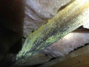 heavy mold on wood